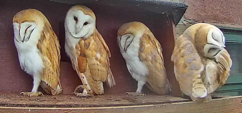 Four two-month old barn owlets on nestbox ledge, at Shawbottom Four two-month old barn owlets on nestbox ledge, at Shawbottom