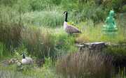 Newly hatched goslings Newly hatched Canada geese goslings, near green Tara statue