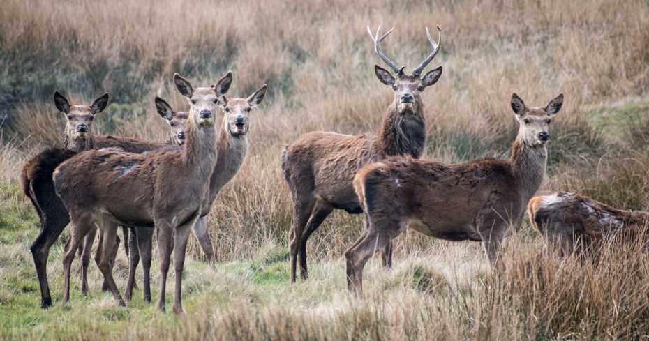 Red deer at Shawbottom A group of red deer visiting Shawbottom