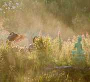 Geese and goslings visit Tara at sunrise Geese and goslings visit Tara at sunrise