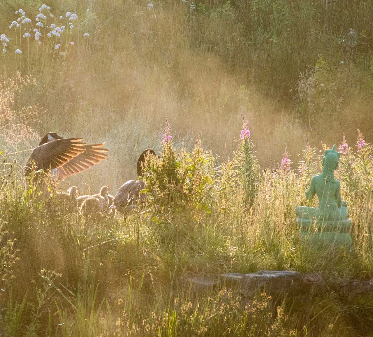 Geese and goslings visit Tara at sunrise Geese and goslings visit Tara at sunrise